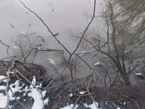 Во Владимире в пруду на улице Бабушкина произошла массовая гибель рыбы