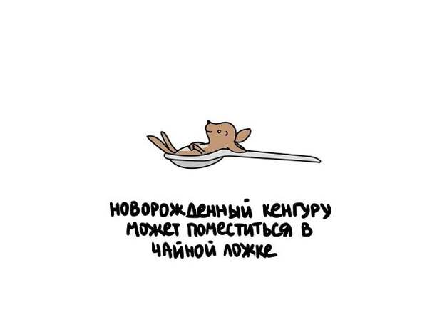 Короткие интересные факты обо всём