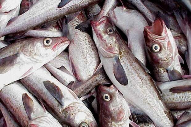 Филе минтая из российских магазинов проверили в лаборатории