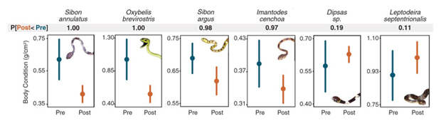 Рис. 7. Среднее физическое состояние шести видов змей до (синие кружочки) и после (оранжевые кружочки) вспышки хитридиомикоза. В качестве маркера используется соотношение массы к квадрату длины тела от кончика носа до отверстия клоаки. Под названием каждого вида указана вероятность, что физическое состояние его представителей ухудшилось после эпизоотии. Если цифра близка к единице, то это утверждение скорее верно, а если к нулю, то состояние змей, напротив, скорее улучшилось после вспышки грибковой инфекции. Рисунок из обсуждаемой статьи в Science