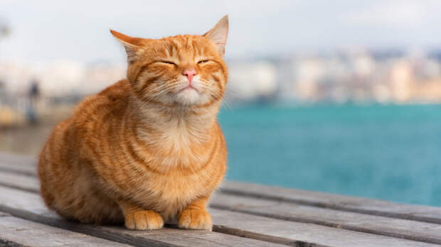 «Рыжие всегда пристраиваются»: фелинолог и ветеринар — о самых популярных породах кошек в России