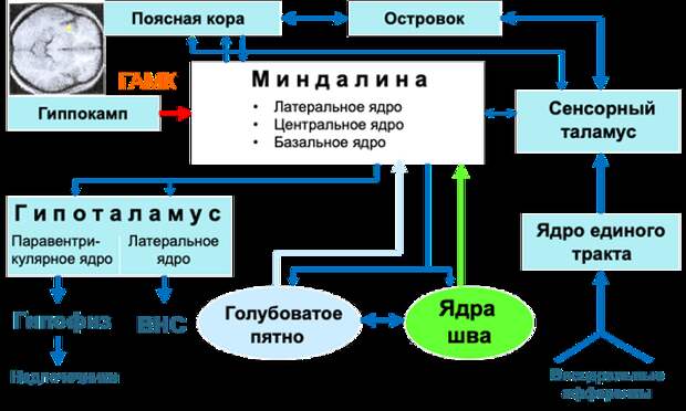 Центральные механизмы систематизации тревоги