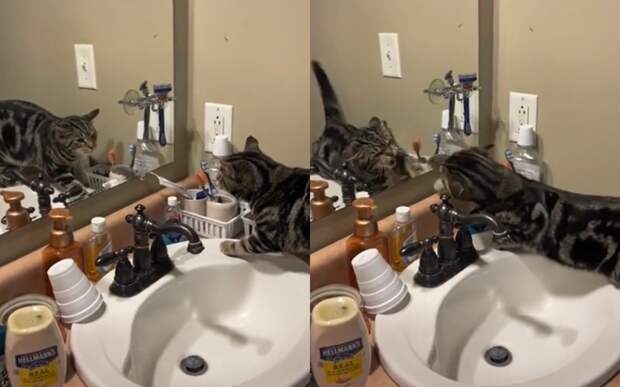 «Вон отсюда»: эпичное противостояние кота с отражением рассмешило соцсети