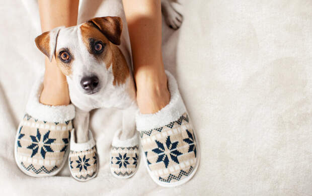 Лишний вес у собаки: как проверить форму и скорректировать рацион