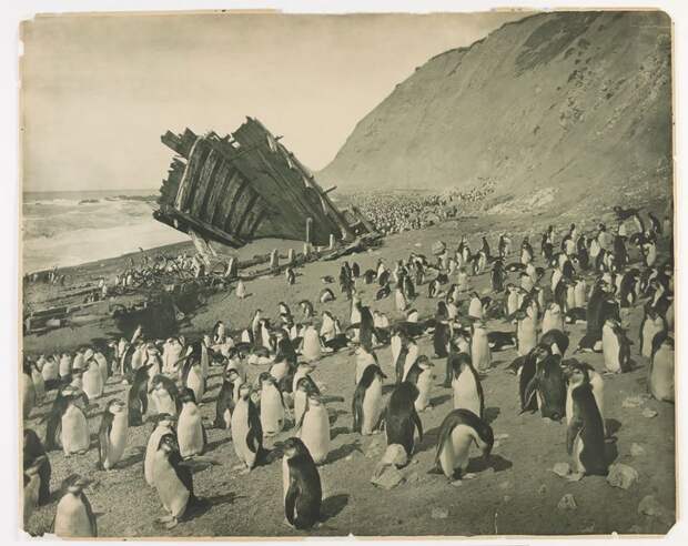 Редкие фотографии из первой австралийской антарктической экспедиции 1911-1914 годов