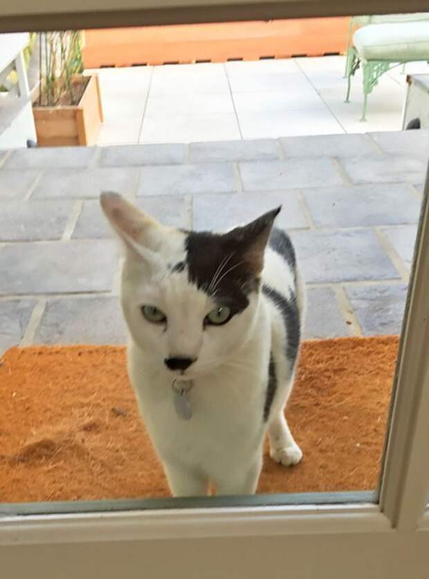 Кошки с причудливым окрасом шерсти коты, кошки, прикольный окрас кошек.
