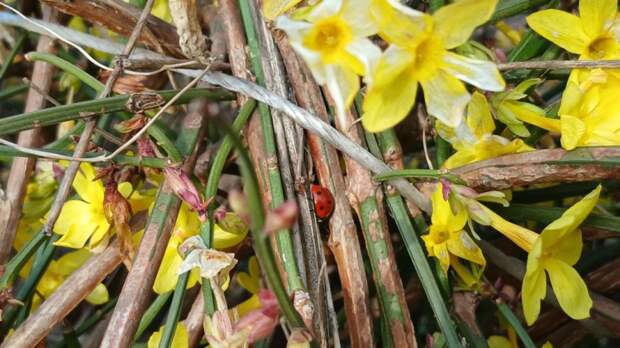 Весна на Кубани шагает осторожно! Когда ждать ветер до 18 м/с и ночные заморозки