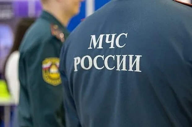 В Крыму спасатели сняли с дерева кота и спасавшую его девушку
