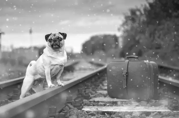 Пассажиры с питомцами предпочитали Ярославское направления другим с начала года