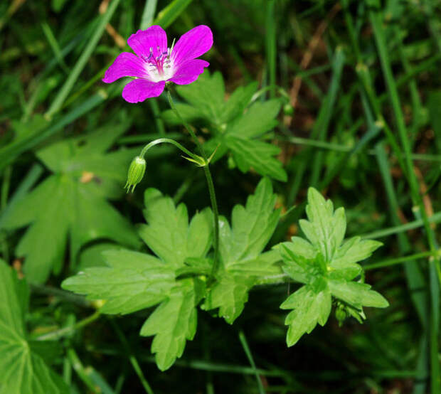 Герань болотная или Журавельник болотный (Geranium palustre L.)