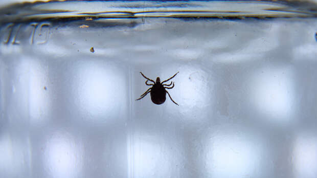 Без паники: что делать, если укусил клещ