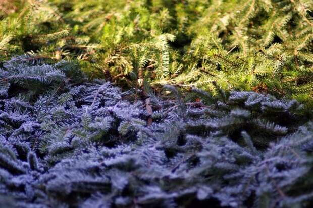 Погода на Кубани в последние дни каникул и в первую рабочую неделю года: так похолодание или тепло?