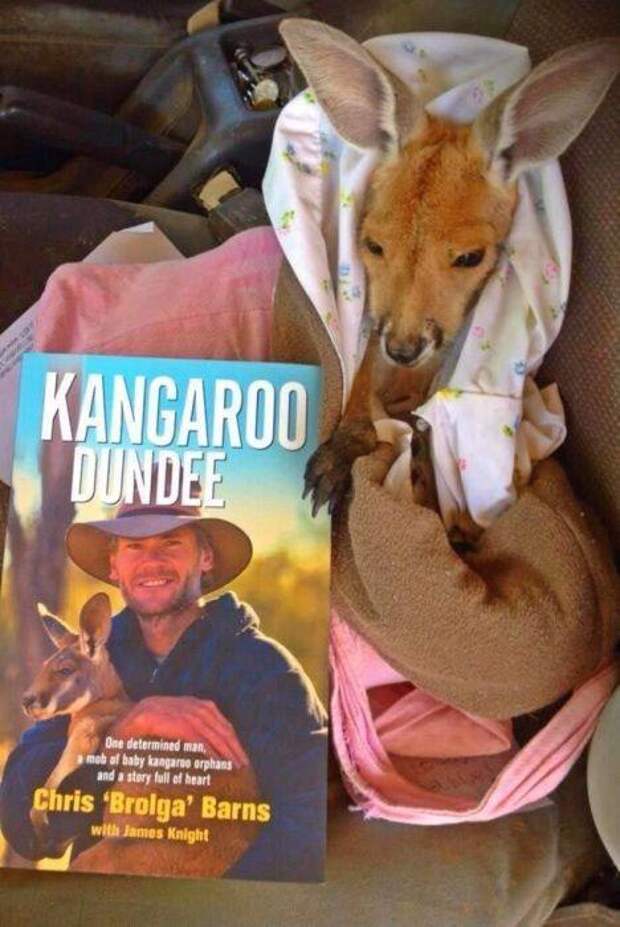Крис Барнс - спаситель детенышей кенгуру (20 фото)