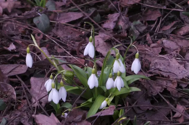 В Нижегородском начались рейды против браконьеров с первоцветами