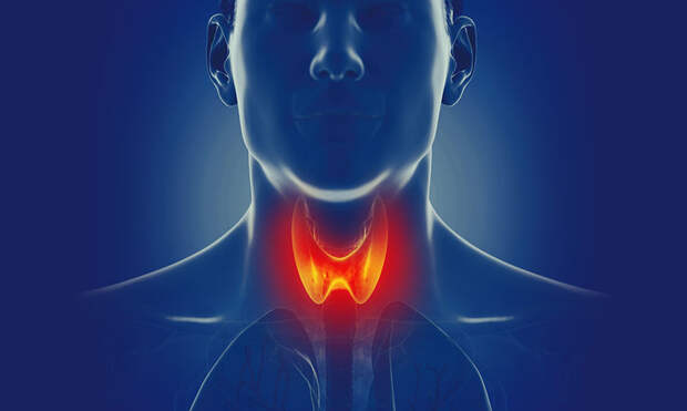 Точки для оздоровления щитовидной железы
