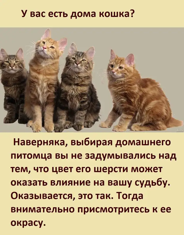 А ВЫ ЗНАЕТЕ, как цвет вашей кошки влияет на вашу судьбу?   Ссылка, первоисточник