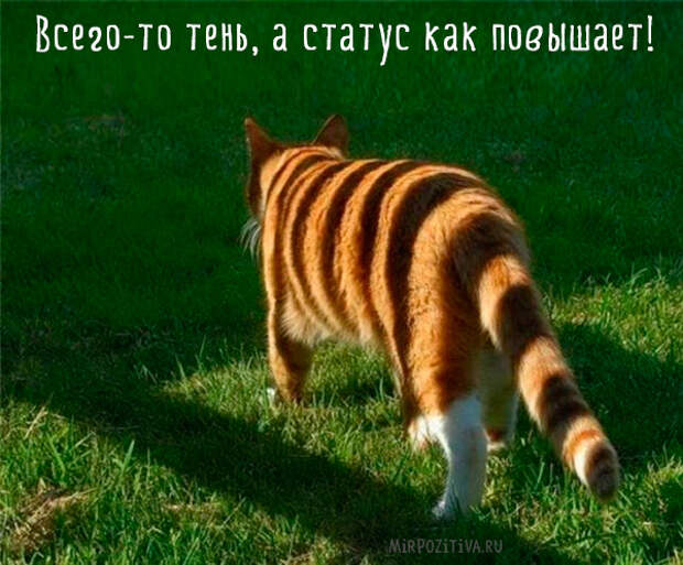 тень на кошку похожа на тигра