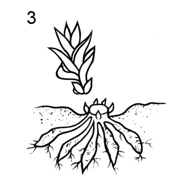 Способ вегетативного размножения лилейника при помощи получения новых побегов с маточного растения