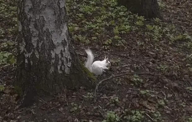 В тульском парке Белоусова заметили белок с редкой генетической мутацией