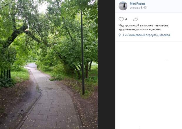 В парке усадьбы «Михалково» над дорогой сломалось дерево