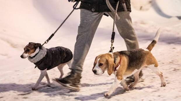 Гололедицу и облачную погоду пообещали жителям Москвы 21 ноября