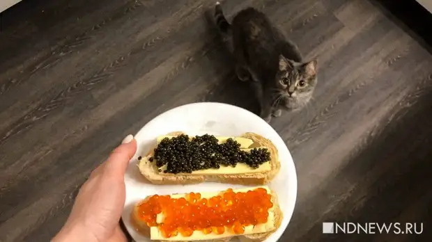 Икра, водка, уголь, удобрения: что войдет в новый пакет санкций ЕС против России