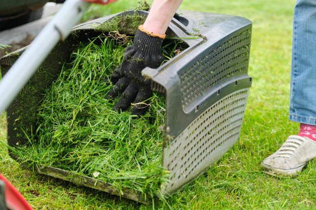 8 способов использования скошенной газонной травы