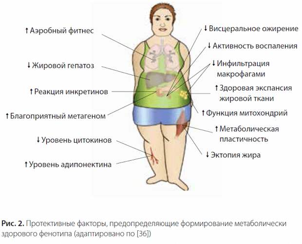 Как различить здоровый и нездоровый избыток массы тела