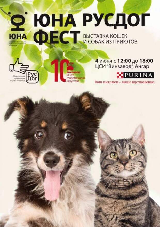 4 июня в Москве состоится Юна РусДог Фест — выставка-пристройство собак и кошек из приютов