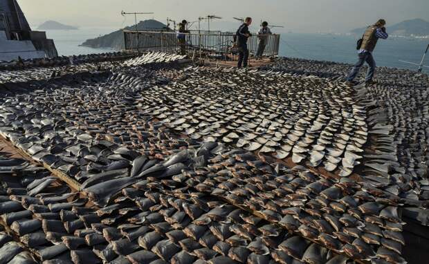 HONG KONG-ENVIRONMENT-SPECIES-SHARK