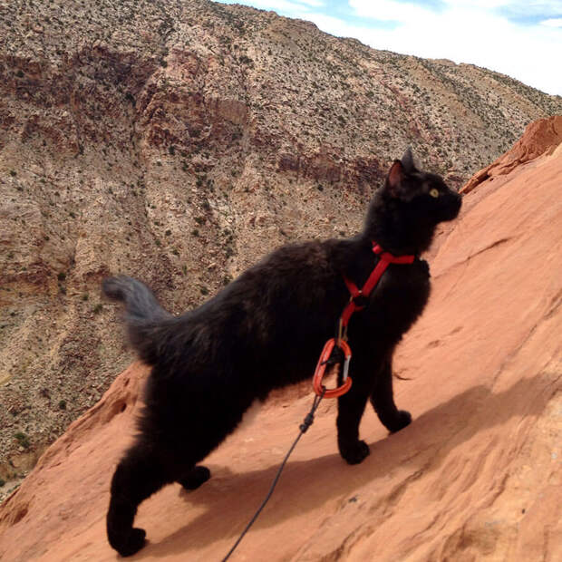 Кошка-скалолаз ходит в горы со своим хозяином