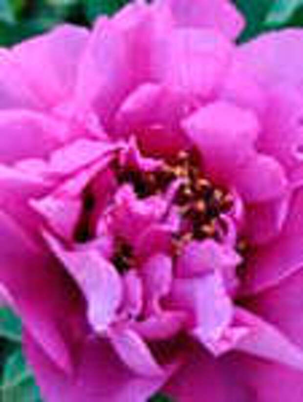 Пион Morning Lilac