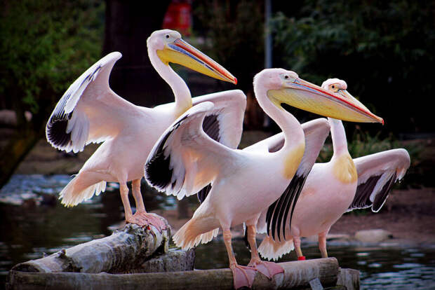 В Саратовской области заметили пеликанов из Красной книги