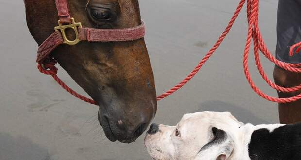 Обнаружен способ общения собак с лошадьми