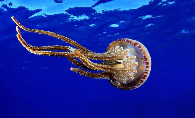 30 фото медуз — самых невероятных морских обитателей