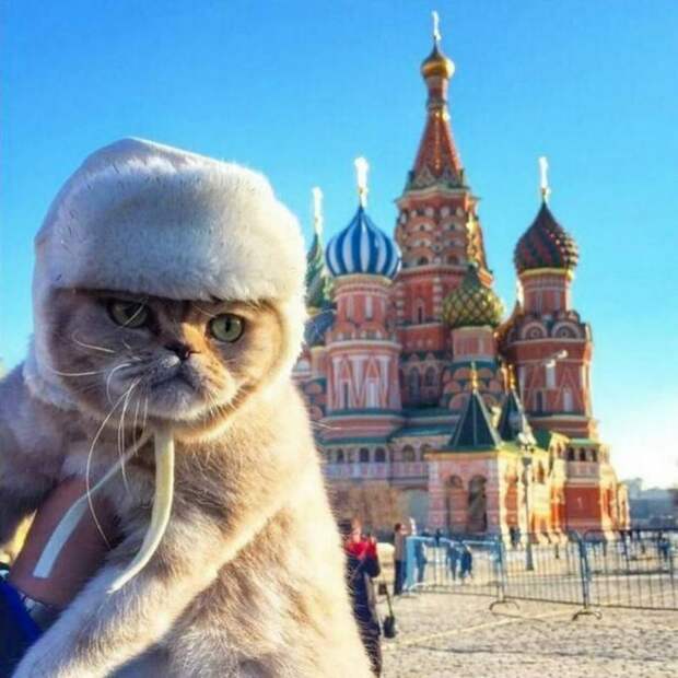 Россия оказалась на первом месте в мире по количеству кошковладельцев