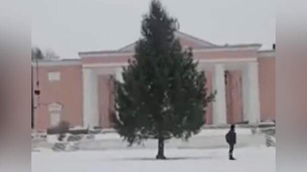 Что известно о "краже" елки чиновниками с участка под Челябинском