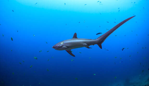 Фото: Большеглазая лисья акула из Красной книги