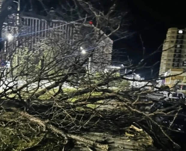 Ураган в Анапе сорвал крышу, повалил деревья – бессонная ночь под завывания ветра и вой собак