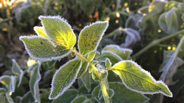 Москвичи больше не ощутят заморозков в этом сезоне