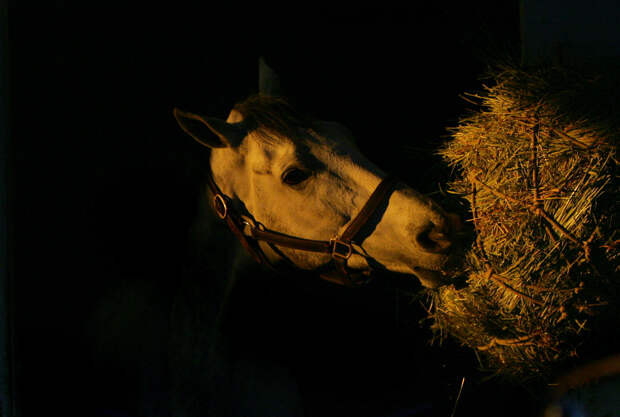 В российском регионе слепили из навоза огромный символ 2026 года