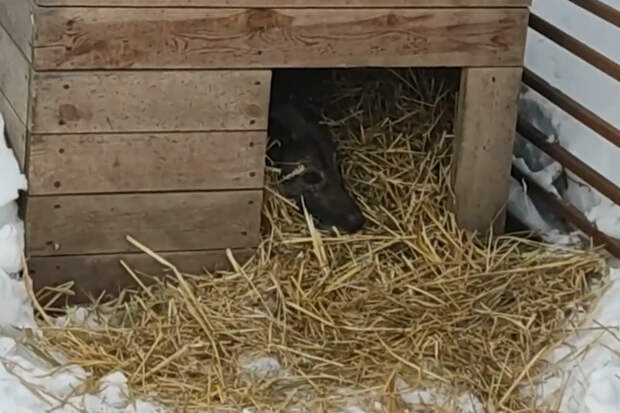 Управляющая «Додо Пиццы» уволилась после скандала с бродячей собакой Додобоней