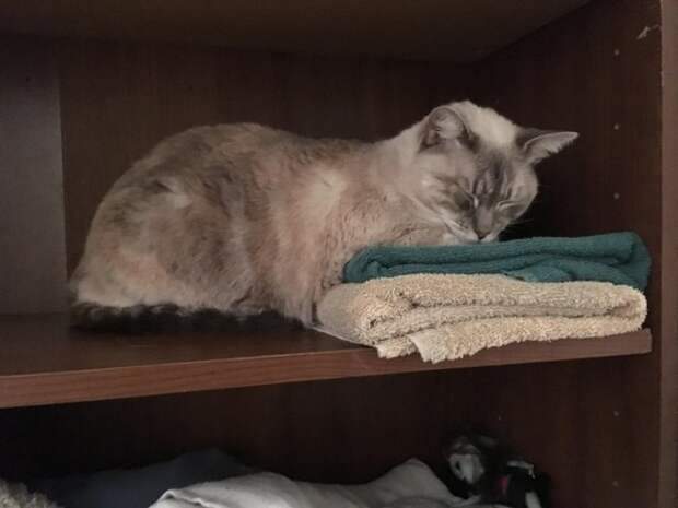 Котики, которые отключились в разных местах и позах