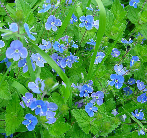 Perennials Q - Z of the Shakespeare Garden