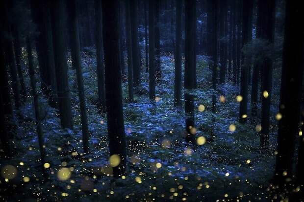 Сказочный лес из светлячков, фотограф Kazuaki Koseki