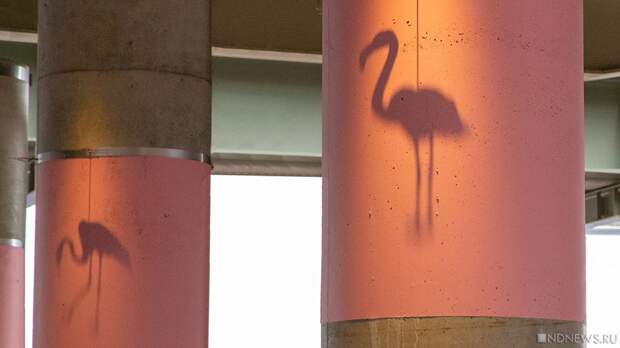 В Лас-Вегасе турист похитил фламинго и покалечил его