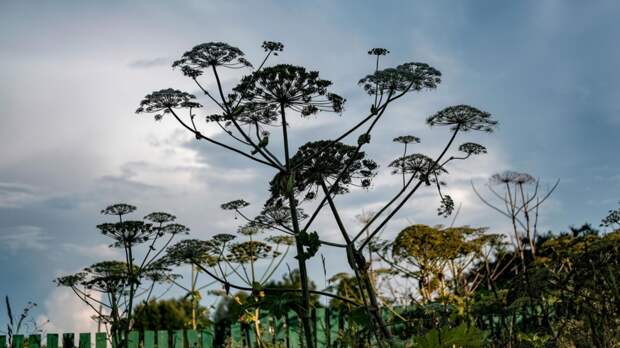 Россиянам рассказали, что штрафовать за борщевик на даче начнут в начале лета