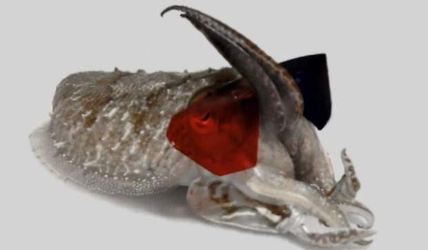 Каракатицы обладают уникальным трехмерным зрением