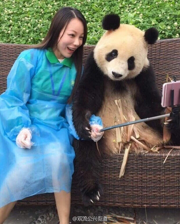 giant-panda-poses-tourist-selfie-4