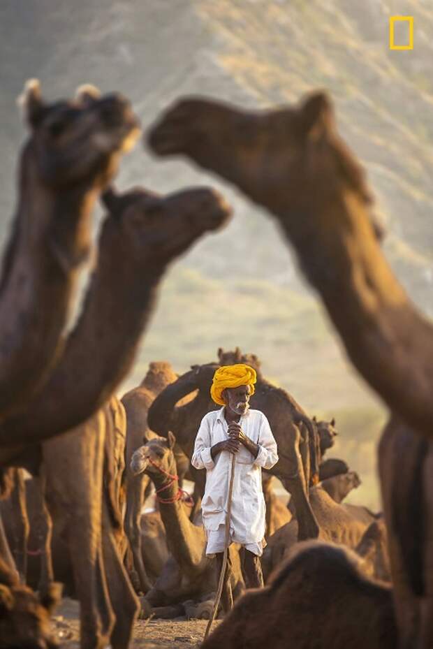 Автор снимка «Мой верблюд – мой щит» - индийский фотограф под псевдонимом Sabbyy Sg.